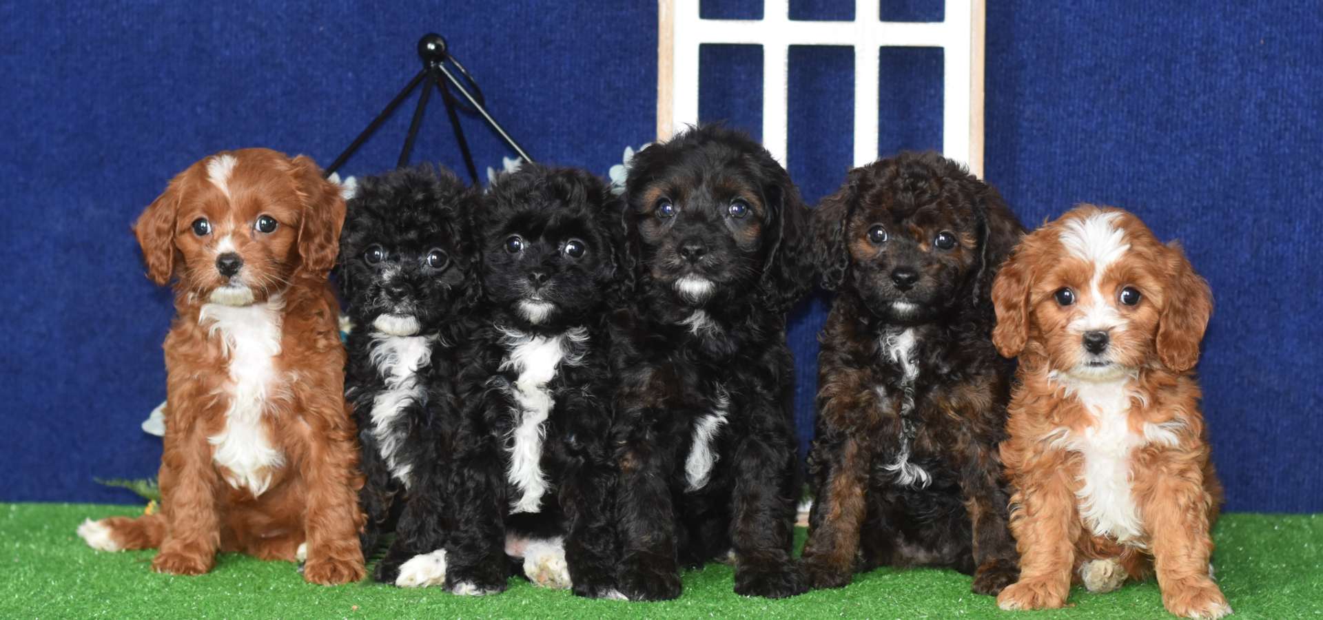 Our puppies